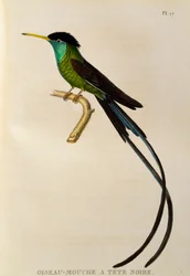 Koliber proporczykowiec czerwonodzioby (Trochilus polytmus), rycina z Les trochilidées ou les colibris et les oiseaux-mouches