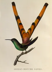Kometa czerwonosterna (Sappho sparganurus), rycina z Les trochilidées ou les colibris et les oiseaux-mouches