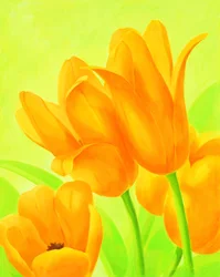Żywe pomarańczowe tulipany