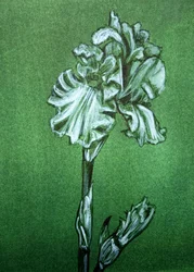 Elegancki zielony irys