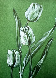 Świeże białe tulipany