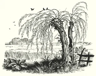 Hans Christian Andersen: Kasza gryczana (lito)