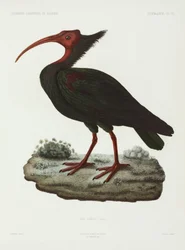Ibis łysy, Algieria
