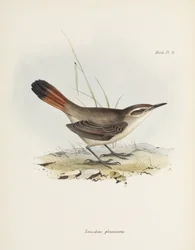 Ziemiopełzacz pręgoogonowy, Ameryka Południowa, około 1832-1836