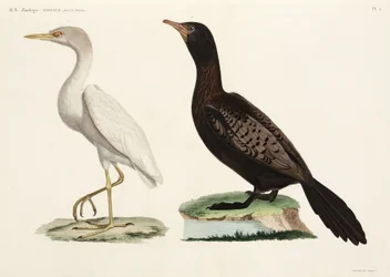 Czapla złotawa i kormoran długoogonowy, Egipt