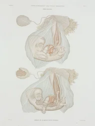 Ginekologia Płód ludzki w wieku 40 dni, ok. 1847-1859
