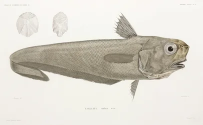 Ryba nożowa
