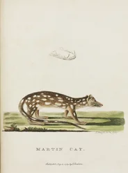 „Kot Marcin”, Australia, ok. 1788 r.