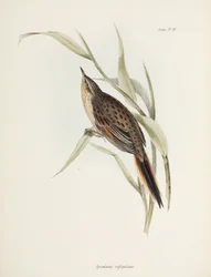Spinetail, Ameryka Południowa, ok. 1832-1836