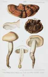 Dwa rodzaje grzybów, ok. 1874