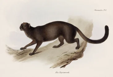 Kot łasiczy lub kot wydrzy, Ameryka Południowa, ok. 1832-1836