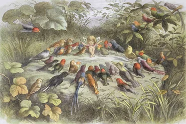 Próba muzyczna w krainie wróżek, ilustracja z książki „W krainie wróżek. Obrazy ze świata elfów” Williama Allinghama i Andrew Langa