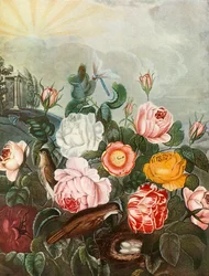 Róże, ok. 1805, 1948.
