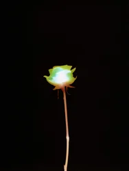 Без названия, 2007 г., польский