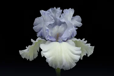 Elegancka niebieska irys
