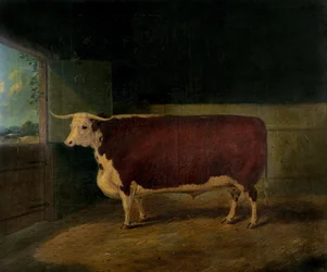 Portret nagrody Hereford Steer, 1874