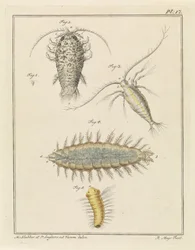 Agat woodlice, widłonóg i szczeciniak