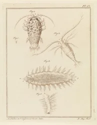 Agat woodlice, widłonóg i szczeciniak