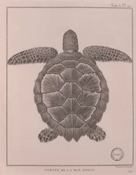 Żółw z Morza Czerwonego, ilustracja z „Podróży do źródeł Nilu w latach 1708-1773”, James Bruce, Paryż