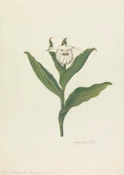 Pantofelek damski (Cypripedium canadense, Calceolus Maria)