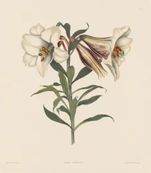 Wybór roślin heksandryjskich, należących do naturalnego rzędu Amaryllidae..., 1831-1832.