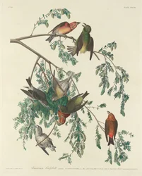Krzyżodziób amerykański, 1834.