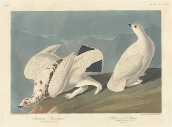 Pardwa amerykańska i pardwa białosterna, 1838.