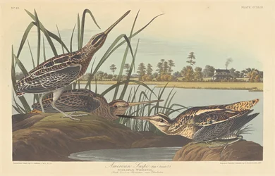 Amerykański bekas, 1835.