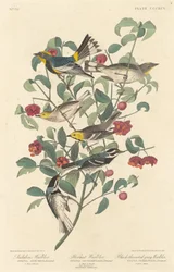 Pokrzewka Audubona, Pustelnik i Pokrzewka szara czarnogardła, 1837.
