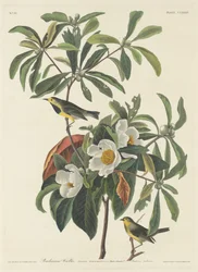 Pokrzewka Bachmana, 1834.