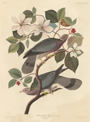 Gołąb pręgoogonowy, 1837.