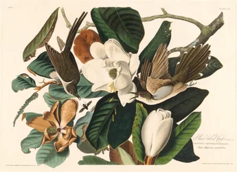 Kukułka czarnodzioba, 1828