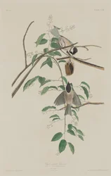 Sikora czarnoczapeczkowa, 1833