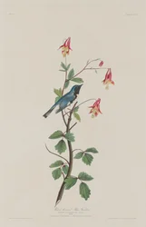 Pokrzewka niebieska czarnogardła, 1832.