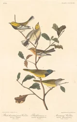 Pokrzewka czarnogardła, pokrzewka czarnogardła i pokrzewka żałobna, 1837.