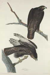 Czarny wojownik, 1830.