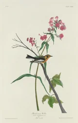 Pokrzewka czarnoburna, 1832.
