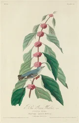 Niebiesko-zielona gajówka, 1828.