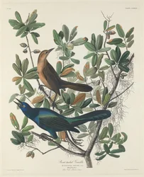 Wilgowron żaglosterny, 1834.