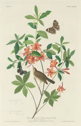 Brązowogłowy robaczyca, 1834.