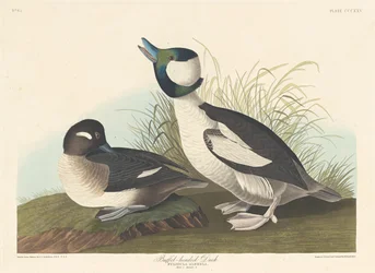 Kaczka Buffel-headed, 1836.
