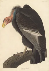 Sęp kalifornijski, 1838.