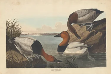 Kaczka na płótnie, 1836.