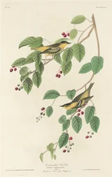 Pokrzewka gazowana, 1829.