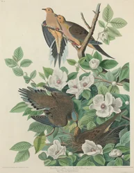 Carolina Pigeon lub Turtle Dove, 1827.