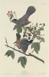 Kot Ptak, 1832.