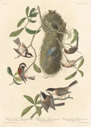 Sikora kasztanowata, sikora czarnogłowa i sikora kasztanowata, 1837.