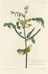 Pokrzewka dziecięca, 1828.