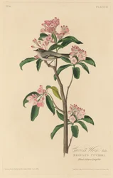 Strzyżyk Cuviera, 1829.