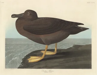 Ciemny Albatros, 1838.